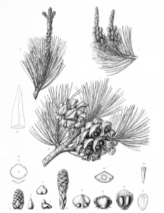Pinus cembroides orizabensis Mexican Pine Nut
